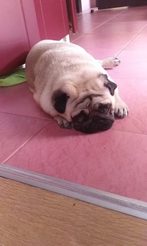 nicebands Cat Laser Toy Automatic Interactive for Indoor Cats/Dogs/Kitty photo review