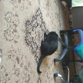 millbill Cat Laser Toy Automatic Interactive for Indoor Cats/Dogs/Kitty photo review