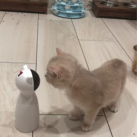 millbill Cat Laser Toy Automatic Interactive for Indoor Cats/Dogs/Kitty photo review