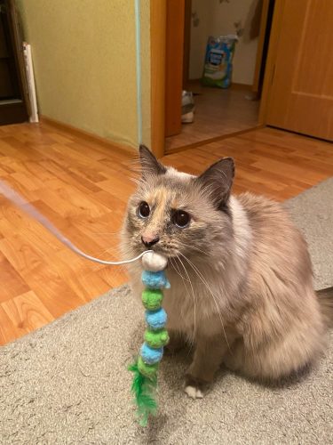 nicebands Cat Dog Chaser Toys, 2in1 Balance Swing Car Toy Stimulate Hunting Instinct Catnip Teaser Toys with Catnip Ball Toys, 2 Pack Cat Stick with Teasing Ball photo review