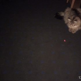 nicebands Cat Laser Toy Automatic Interactive for Indoor Cats/Dogs/Kitty photo review