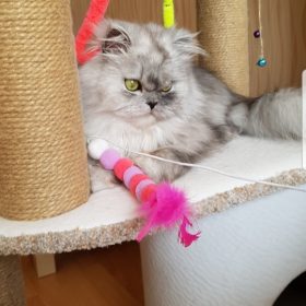 nicebands Cat Dog Chaser Toys, 2in1 Balance Swing Car Toy Stimulate Hunting Instinct Catnip Teaser Toys with Catnip Ball Toys, 2 Pack Cat Stick with Teasing Ball photo review