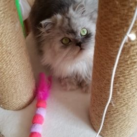 nicebands Cat Dog Chaser Toys, 2in1 Balance Swing Car Toy Stimulate Hunting Instinct Catnip Teaser Toys with Catnip Ball Toys, 2 Pack Cat Stick with Teasing Ball photo review