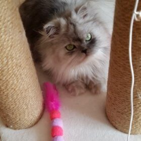 nicebands Cat Dog Chaser Toys, 2in1 Balance Swing Car Toy Stimulate Hunting Instinct Catnip Teaser Toys with Catnip Ball Toys, 2 Pack Cat Stick with Teasing Ball photo review