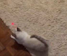 lemonlala Cat Laser Toy Automatic Interactive for Indoor Cats/Dogs/Kitty photo review