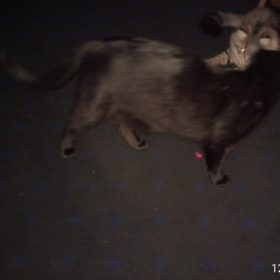 nicebands Cat Laser Toy Automatic Interactive for Indoor Cats/Dogs/Kitty photo review