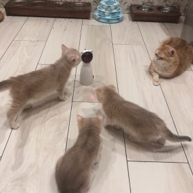 millbill Cat Laser Toy Automatic Interactive for Indoor Cats/Dogs/Kitty photo review