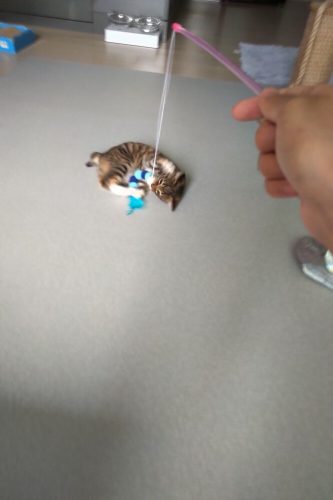 nicebands Cat Dog Chaser Toys, 2in1 Balance Swing Car Toy Stimulate Hunting Instinct Catnip Teaser Toys with Catnip Ball Toys, 2 Pack Cat Stick with Teasing Ball photo review