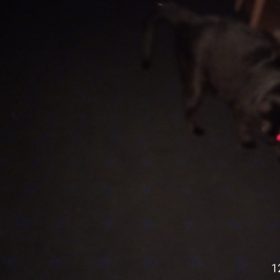 nicebands Cat Laser Toy Automatic Interactive for Indoor Cats/Dogs/Kitty photo review