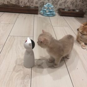 millbill Cat Laser Toy Automatic Interactive for Indoor Cats/Dogs/Kitty photo review