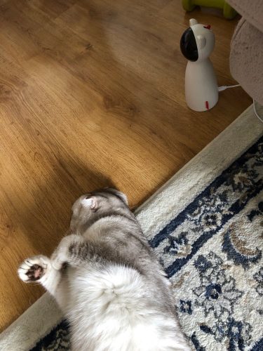 millbill Cat Laser Toy Automatic Interactive for Indoor Cats/Dogs/Kitty photo review