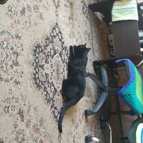 millbill Cat Laser Toy Automatic Interactive for Indoor Cats/Dogs/Kitty photo review