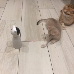 millbill Cat Laser Toy Automatic Interactive for Indoor Cats/Dogs/Kitty photo review