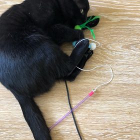 nicebands Cat Dog Chaser Toys, 2in1 Balance Swing Car Toy Stimulate Hunting Instinct Catnip Teaser Toys with Catnip Ball Toys, 2 Pack Cat Stick with Teasing Ball photo review