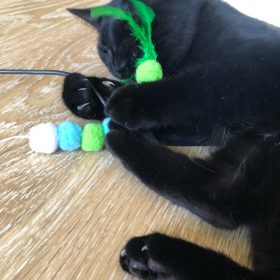 nicebands Cat Dog Chaser Toys, 2in1 Balance Swing Car Toy Stimulate Hunting Instinct Catnip Teaser Toys with Catnip Ball Toys, 2 Pack Cat Stick with Teasing Ball photo review